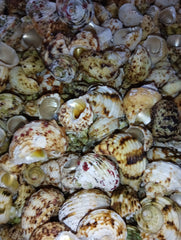 NEW Gold and Silver Mouth Turban Shells (Turbo Chrysostomus & Argyrostoma)