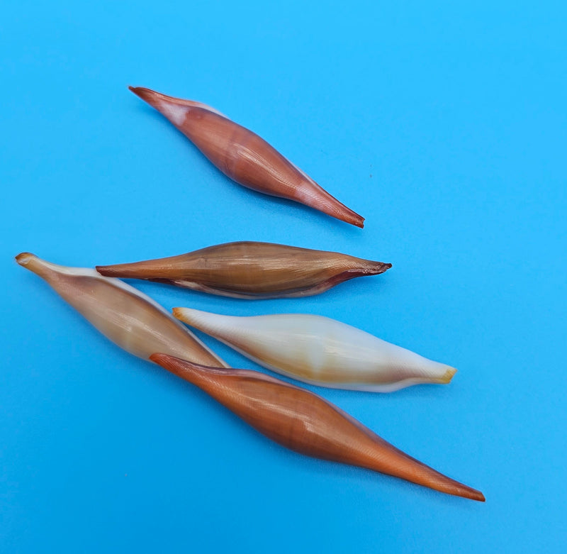 1.5-inch Phenacovolva rosea shell in ivory to rose-orange shades for coastal décor display
