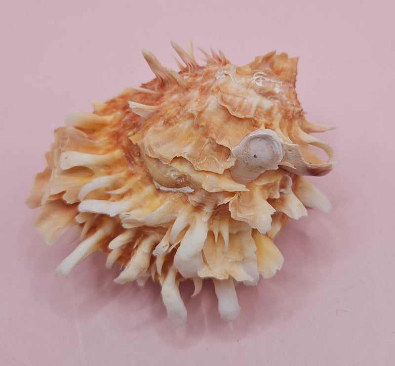  Hinged Spondylus shell with peach spines and ivory interior, 3 inches wide
