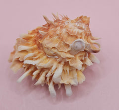  Hinged Spondylus shell with peach spines and ivory interior, 3 inches wide