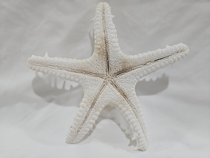 White Thorny Starfish 7.5"