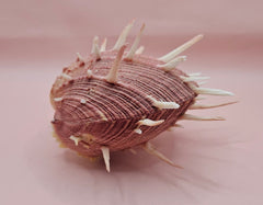 Spiny mauve Spondylus regius shell with long radial spines on pink background