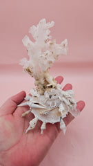  white display shell with attached coral on pink background