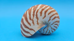 Tiger Nautilus Shell – Striking Natural Ocean Decor 3.6