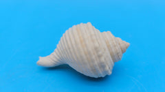 Linatella caudata shell, creamy white with ribbed spiral design, 2.2 inches, flared aperture and pointed spire.