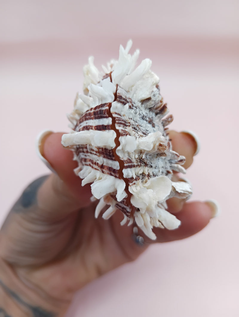 2.1" Spondylus shell with spiny texture and soft pink tones, no hinge