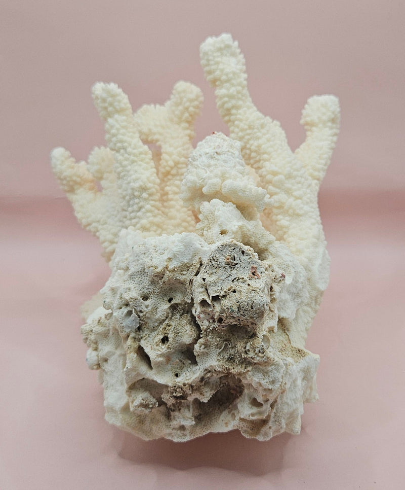 Vintage Cauliflower Coral Specimen 9" – Textured Ivory Coral Display Piece