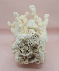 Vintage Cauliflower Coral Specimen 9