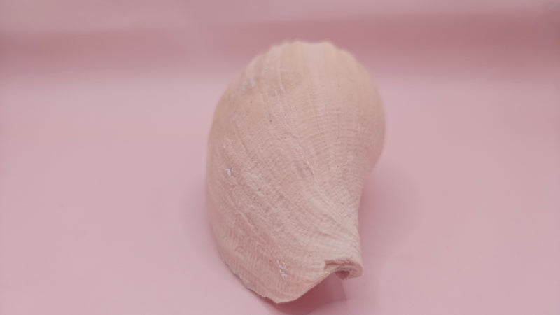 Fulgoraria nagouchii hashingi seashell with spiral ridges and soft peach color on pink background