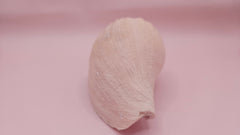 Fulgoraria nagouchii hashingi seashell with spiral ridges and soft peach color on pink background