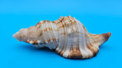 4.4-inch Cymatium pileare shell with brown and gold ribbed texture for coastal display décor