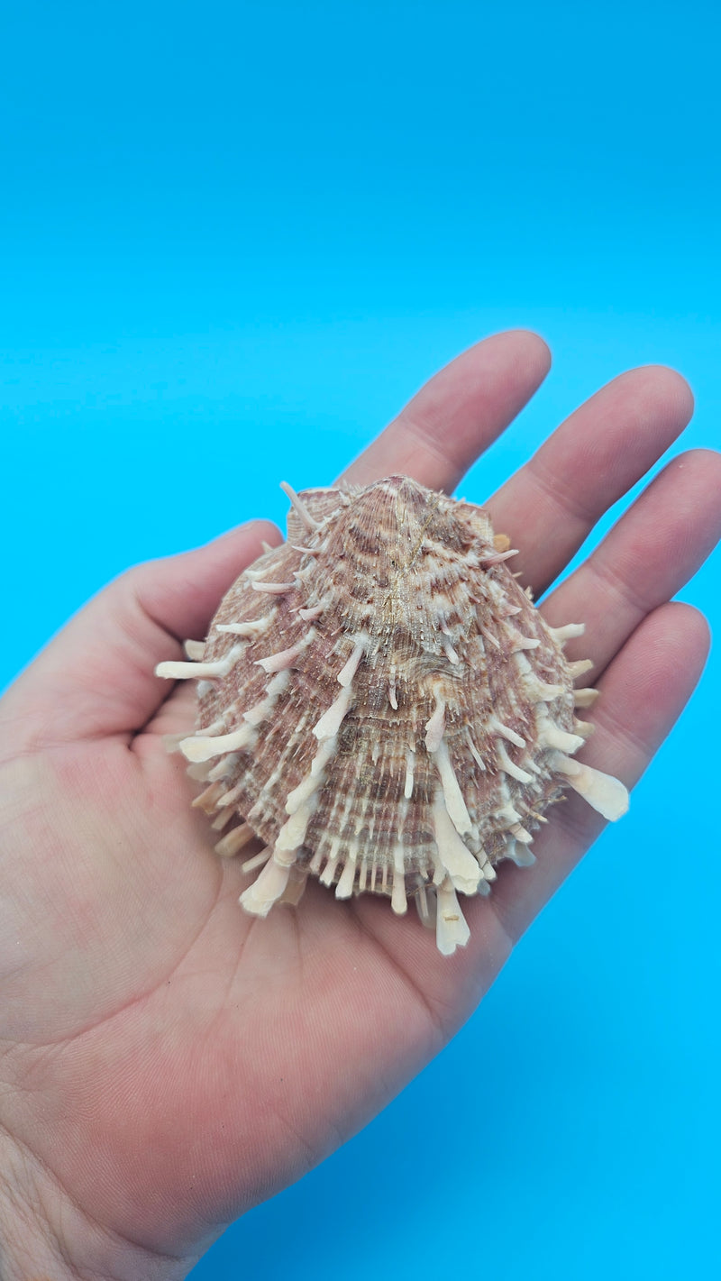  Spiny reddish-brown Spondylus shell pair opened and closed, displayed on a bright blue background
