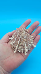  Spiny reddish-brown Spondylus shell pair opened and closed, displayed on a bright blue background