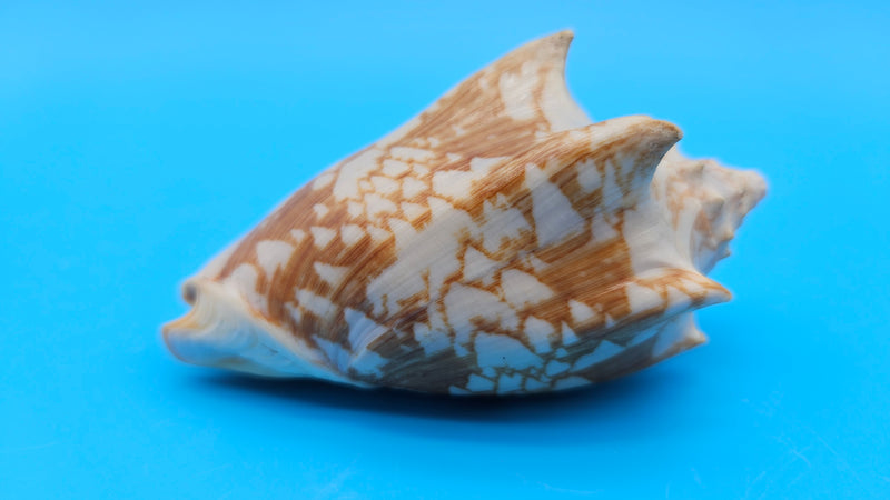Cybiola vespertilio f. pellisserpentis shell, 3.9 inches, rare spiny bat volute with cream and orange zig-zag pattern.