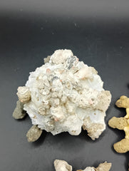 Carrier Shell (Xenophora)