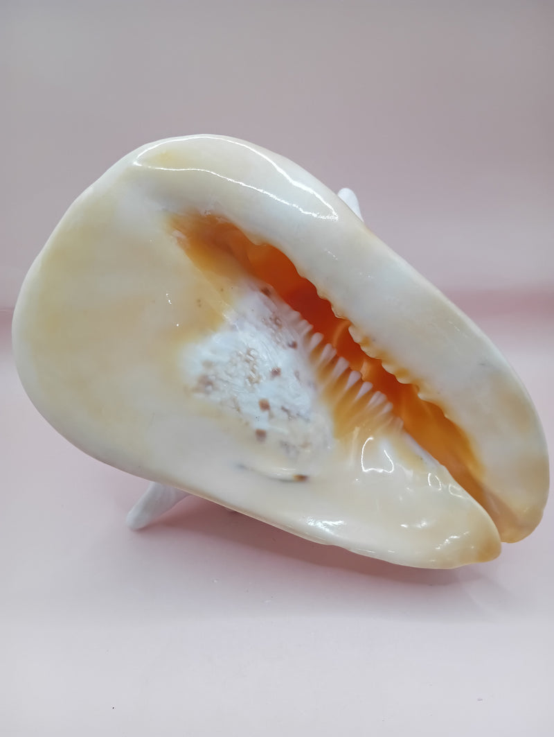 Hand Carved Yellow Helmet Shell with Religious Scene – 7.8 Inches
