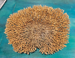 Natural dried table coral specimen with dense, beige-colored branching, ideal for coastal home décor, beach wedding centerpieces, or marine-themed interior styling