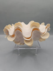 Squamosa clam shell pair, 6 inches wide, featuring natural ridges and textures