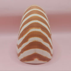 4-inch natural nautilus shell with smooth spiral pattern and creamy pearlescent finish.