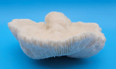 Rounded mushroom coral with radial ivory ridges and domed shape on blue background