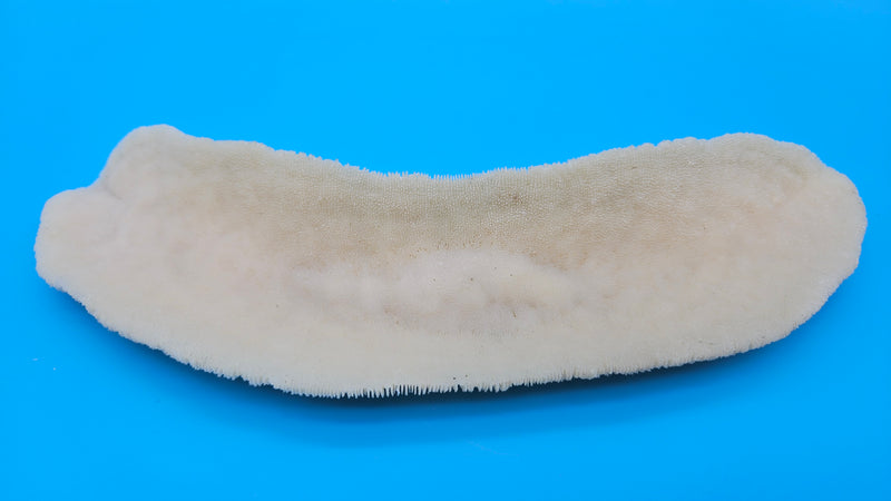 Tongue-shaped mushroom coral with ridged ivory surface on a blue background