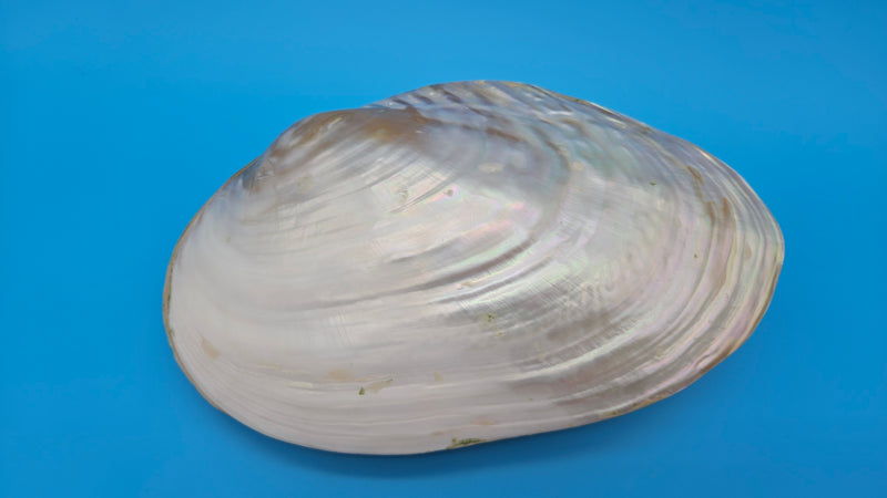  Fused Rainbow Cebu clam shell with polished iridescent surface and pastel pearl tones on blue background