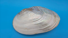  Fused Rainbow Cebu clam shell with polished iridescent surface and pastel pearl tones on blue background