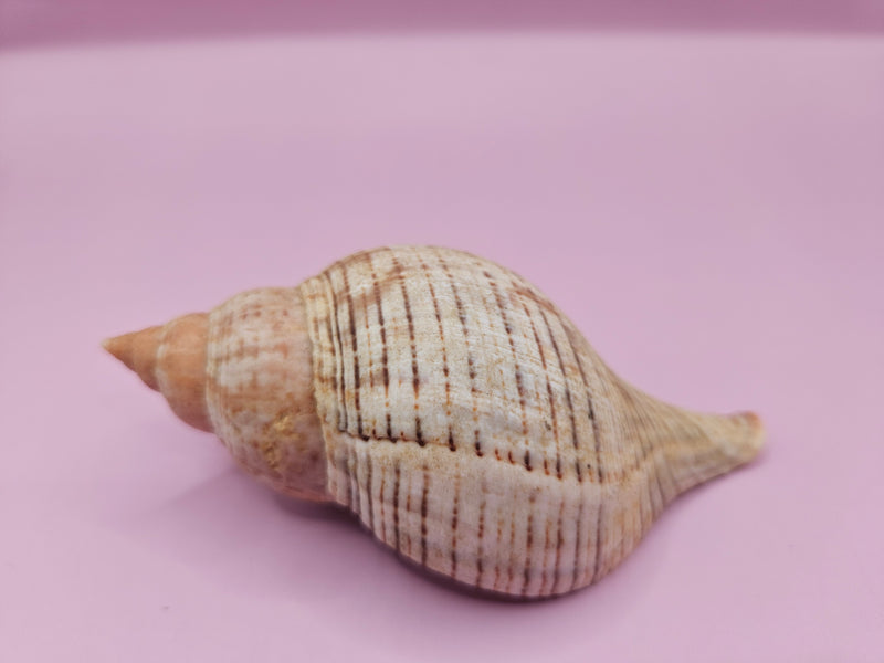 Fasciolaria Tulips Shell with documentation, featuring natural stripes and a creamy white tone, measuring 4 inches, ideal for collections or decor