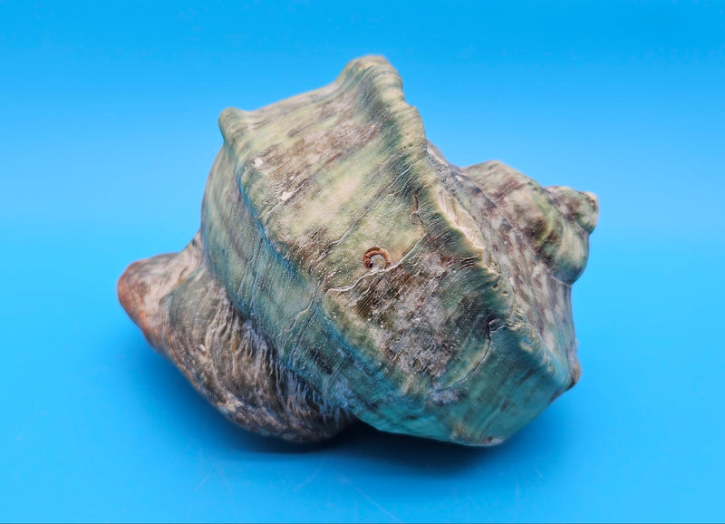 Giant green marmoratus turban shell with spiral design and earthy green-brown tones, measuring 6.4x6.2x4 inches