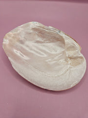 Natural pink clam shell showcasing delicate textures and soft hues.