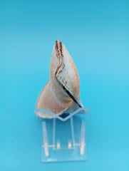 Propeller Ark Shell Trisidos tortuosa 4 inch twisted seashell