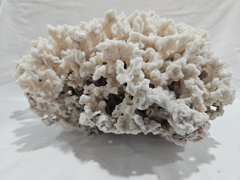 Merulina Coral 13.5"