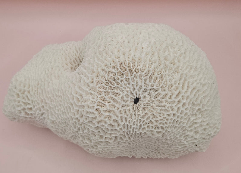 Vintage brain coral Diploria labyrinthiformis specimen with natural white maze-like texture, displayed on pink background, 9.75 inches