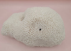 Vintage brain coral Diploria labyrinthiformis specimen with natural white maze-like texture, displayed on pink background, 9.75 inches