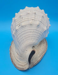 Large Queen Helmet display shell for coastal home decor - premium natural specimen