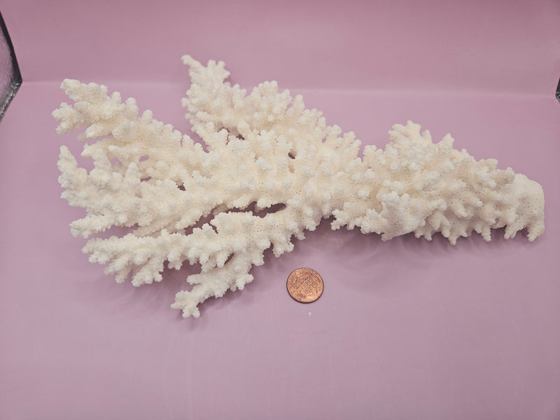 Branch Coral 10.5"