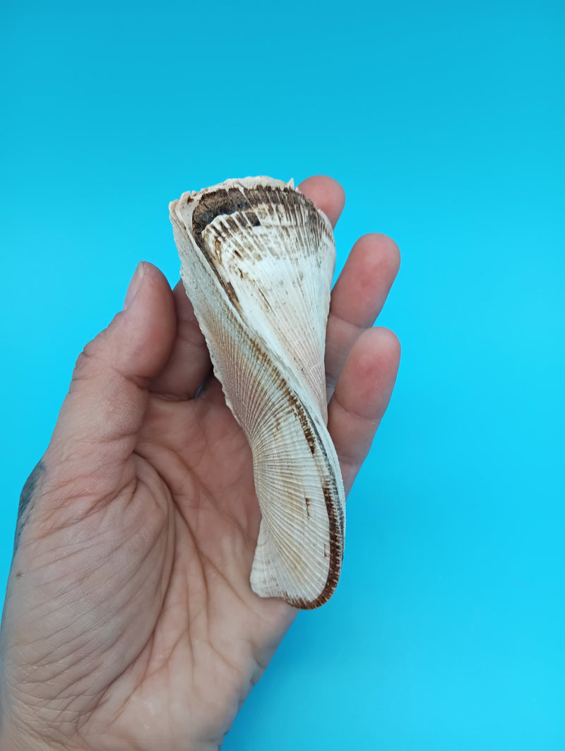Propeller Ark Shell Trisidos tortuosa 4 inch twisted seashell