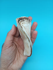 Propeller Ark Shell Trisidos tortuosa 4 inch twisted seashell