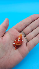  1.5-inch Red Breasted Triton shell in red-orange with white bands for coastal décor display
