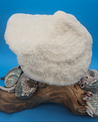 White coral, abalone shells, and barnacles mounted on grapevine wood coastal sculpture.