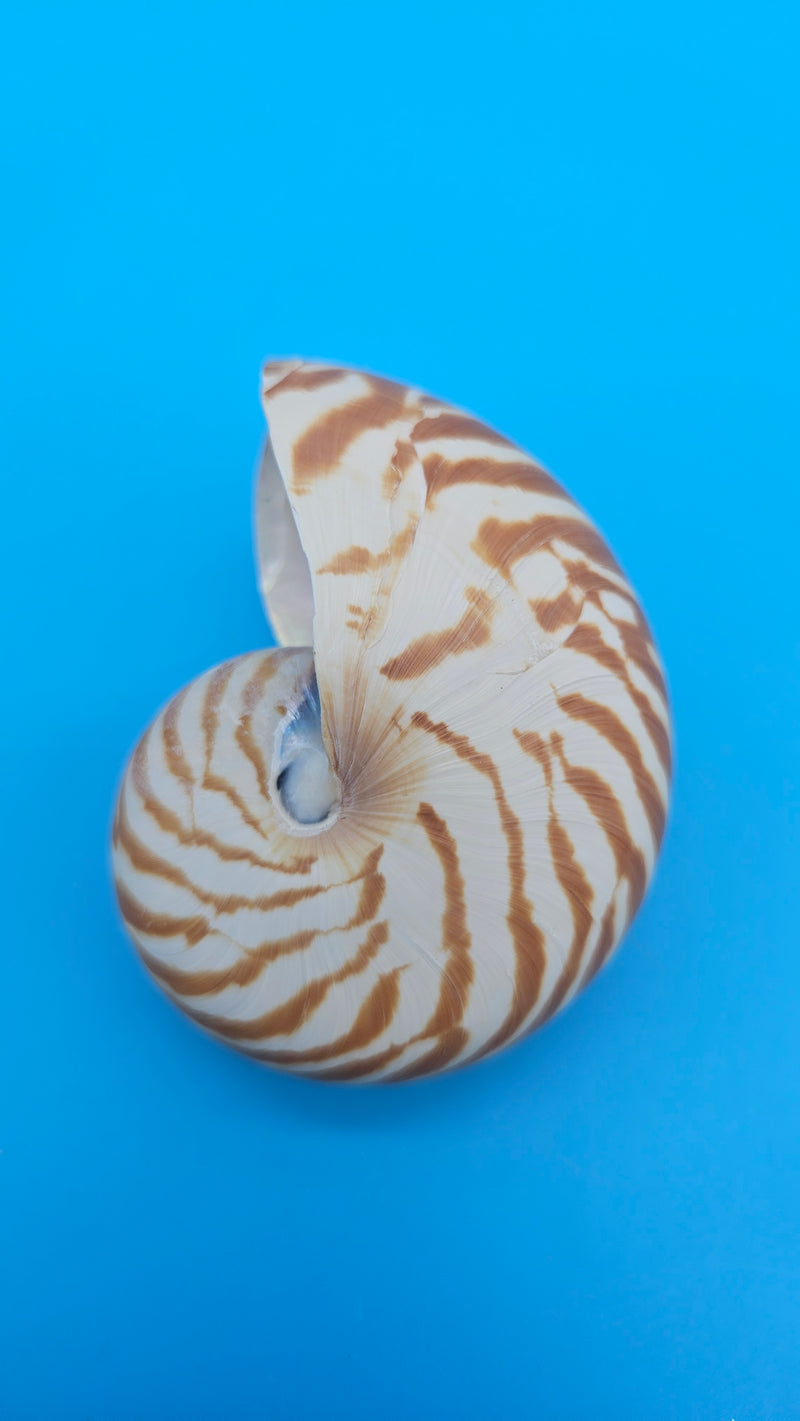 Tiger Nautilus Shell – Striking Natural Ocean Decor 3"