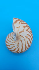 Tiger Nautilus Shell – Striking Natural Ocean Decor 3