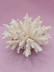 Table Coral ACROPORA LATISTELLA 4.4