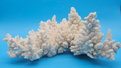 Vintage white branch coral specimen for coastal home decor - natural marine piece