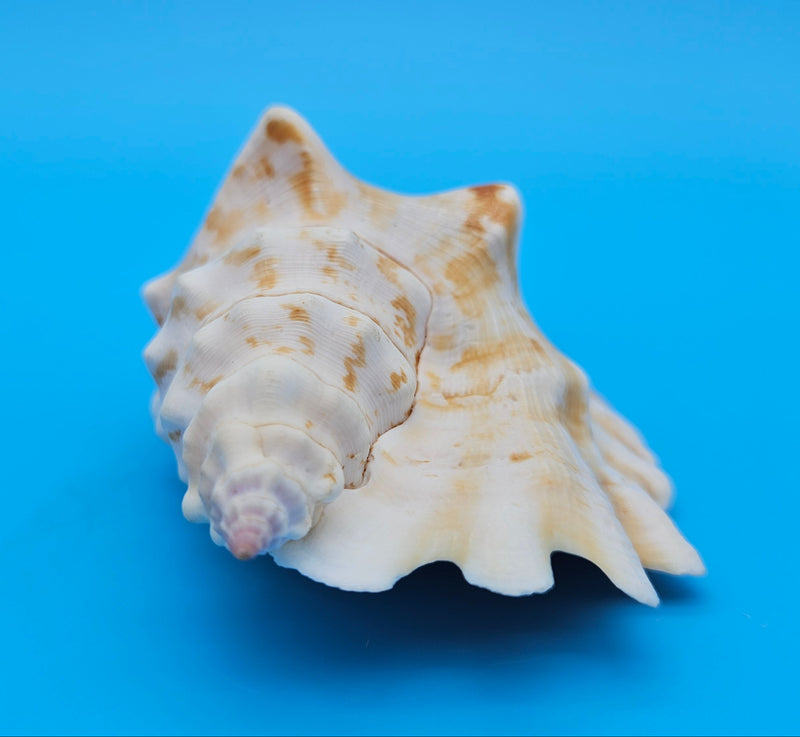 Laminate Conch Shell 4.5" Strombus sinuatus Display Shell with Warm Coastal Color