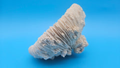 Vintage Mushroom Coral with Natural Growth – Ivory Coastal Specimen Decor 6.5