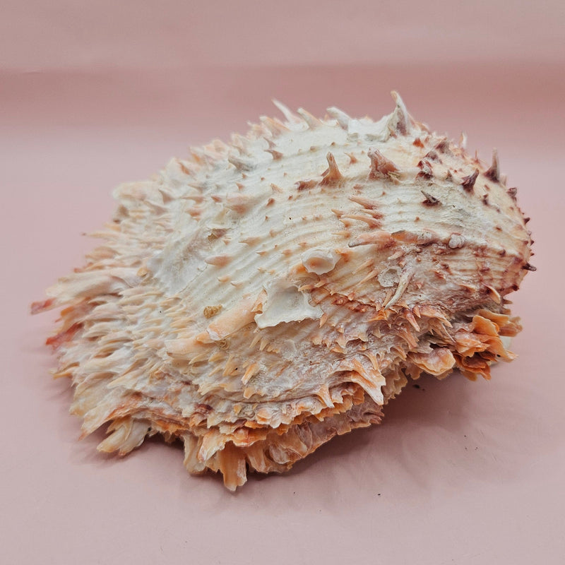 Large 5.7-inch Spondylus shell with coral tones and layered spines, shown open with smooth ivory interior on pink background