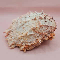 Large 5.7-inch Spondylus shell with coral tones and layered spines, shown open with smooth ivory interior on pink background
