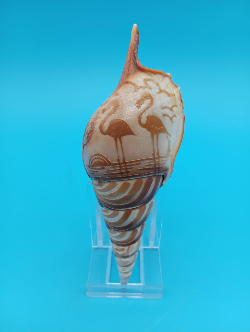 4.8" carved Tibia shell with flamingo coastal scene