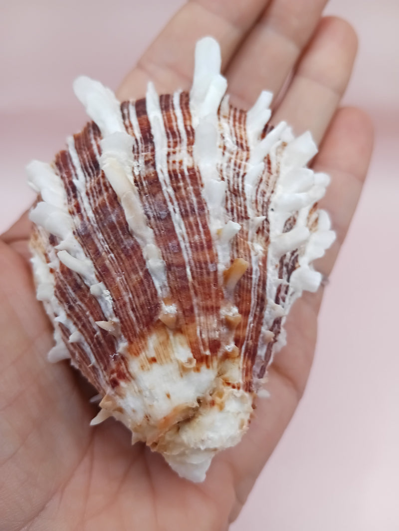 2.8" Hinged Spondylus shell with spiny ridges and cream-pink tones held in hand